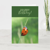 Ladybug on a blade of grass