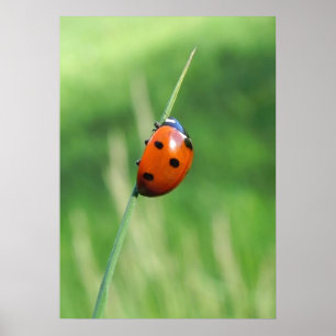 Ladybug on a blade of grass Poster