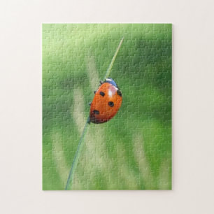 Ladybug on a blade of grass Puzzle