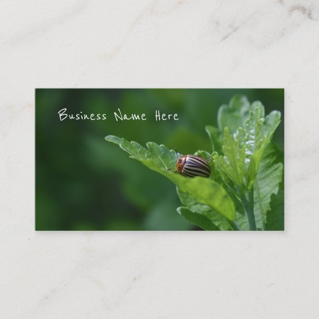 Ladybug on a Rose Of Sharon Floral Beetle Business Card (Front)