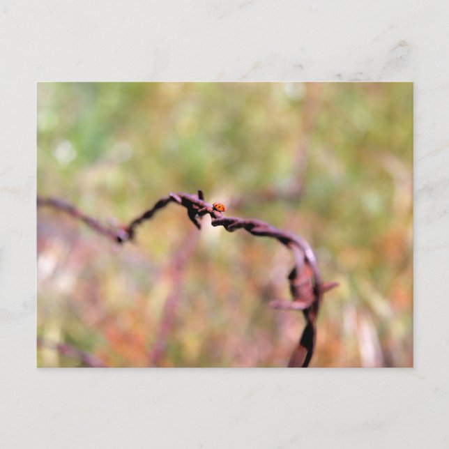 Ladybug on barbed wire. postcard (Front)