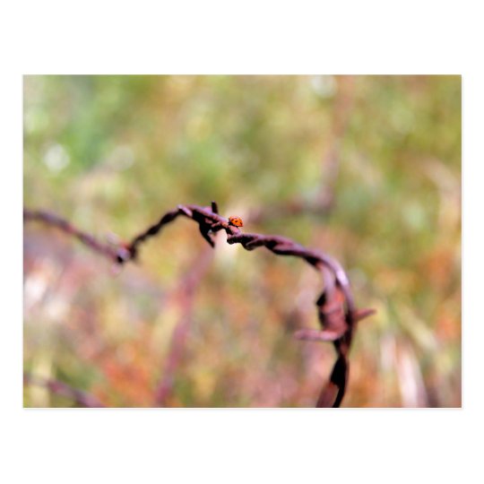Ladybug on barbed wire. postcard