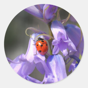 Ladybug on Bluebells Stickers