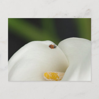 Ladybug on Calla Lily Postcard