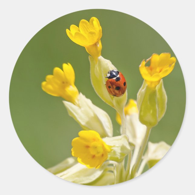Ladybug on Cowslips Stickers (Front)