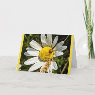 Ladybug on Daisy Card