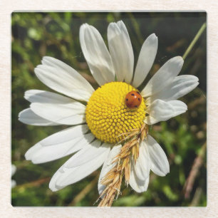 Ladybug on Daisy Glass Coaster