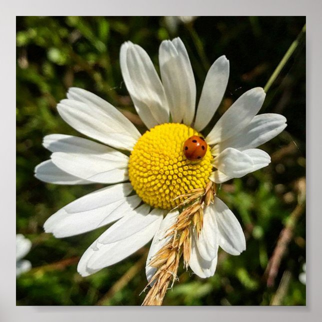 Ladybug on Daisy Poster (Front)