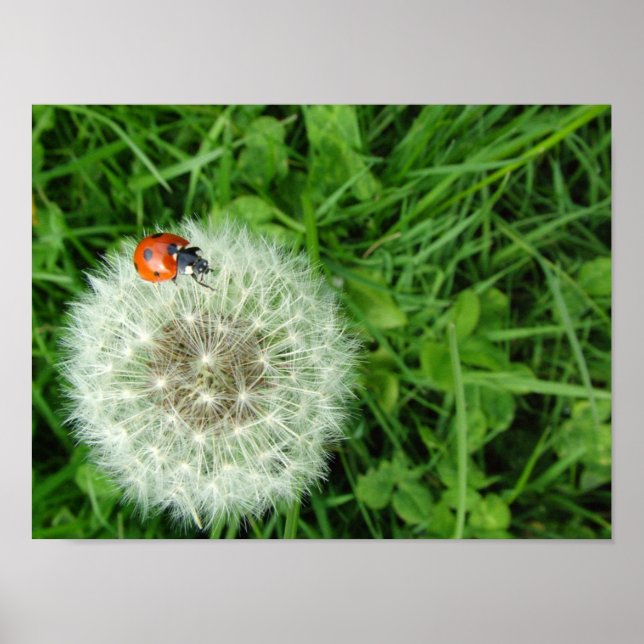 Ladybug on dandelion poster (Front)