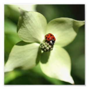 Ladybug On Dogwood Flower 8x8 Nature Photo Print