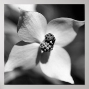 Ladybug On Dogwood Flower Black And White  Poster