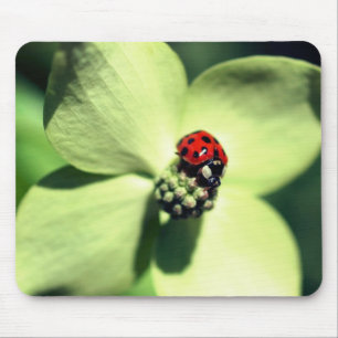Ladybug On Dogwood Flower  Mouse Mat