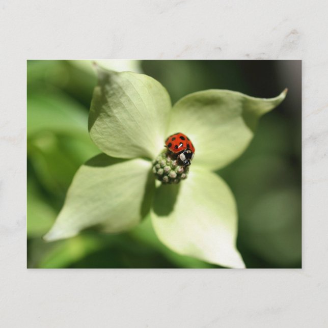 Ladybug On Dogwood Flower Nature Postcard (Front)