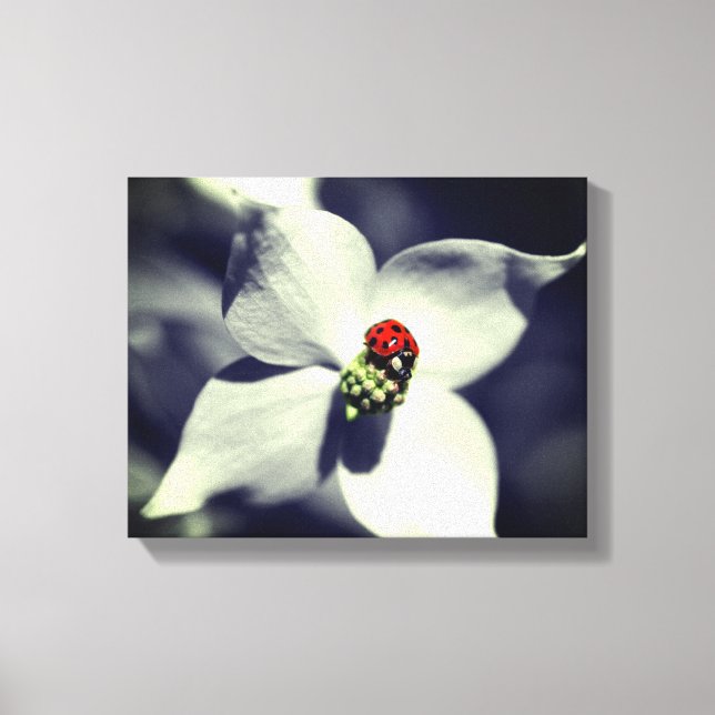 Ladybug On Dogwood Flower Partial Colour Canvas Print (Front)