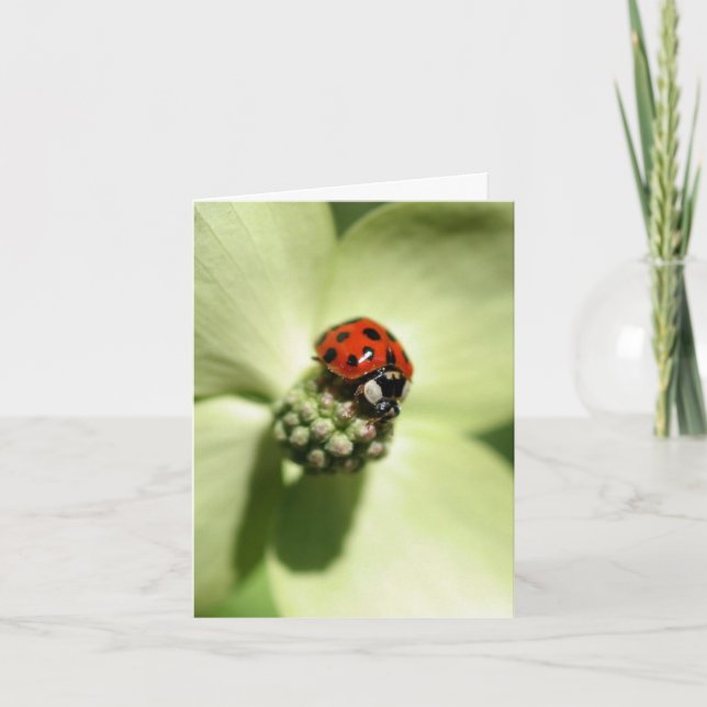 Ladybug On Dogwood Flower Photography  Note Card (Front)