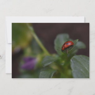 Ladybug on Flowers
