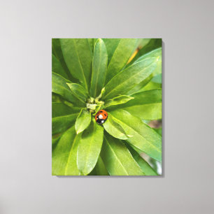Ladybug on Flowers Canvas Print