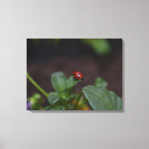 Ladybug on Flowers Canvas Print