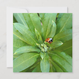 Ladybug on Flowers Card
