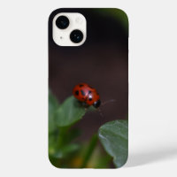 Ladybug on Flowers
