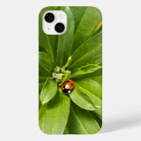 Ladybug on Flowers
