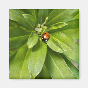 Ladybug on Flowers Magnet