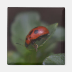 Ladybug on Flowers Magnet