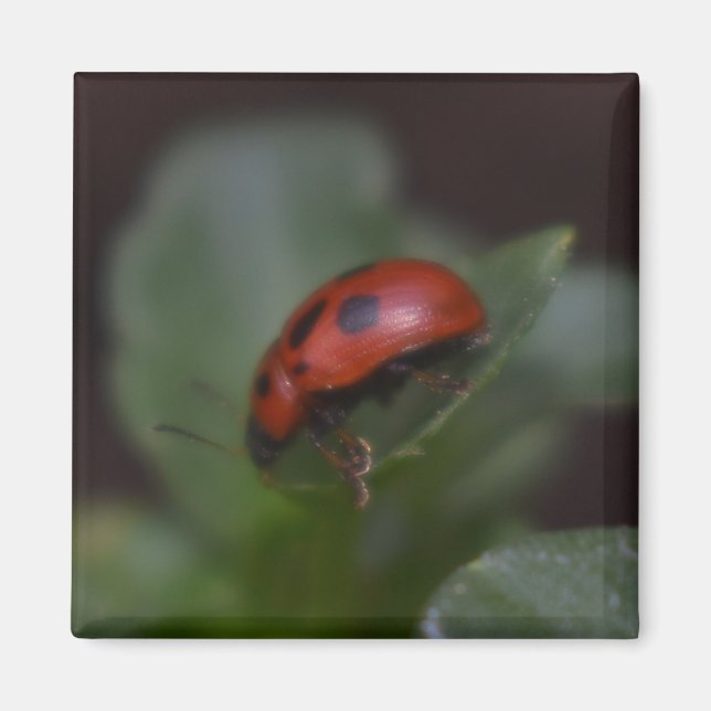 Ladybug on Flowers Magnet (Front)