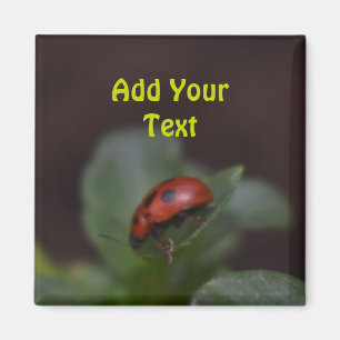 Ladybug on Flowers Magnet