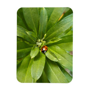 Ladybug on Flowers Magnet