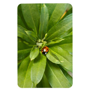 Ladybug on Flowers Magnet