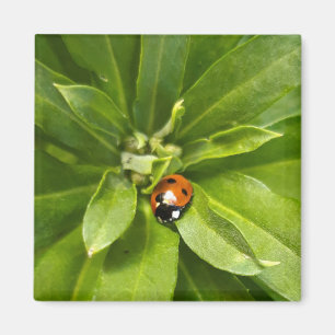 Ladybug on Flowers Magnet