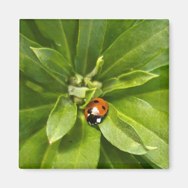 Ladybug on Flowers Magnet (Front)