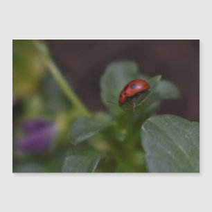 Ladybug on Flowers Magnetic Card