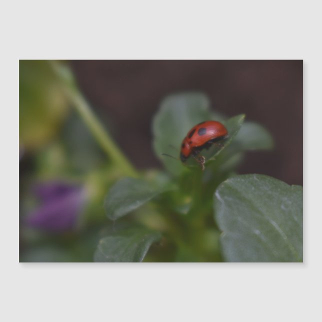 Ladybug on Flowers Magnetic Card (Front)