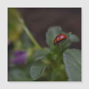 Ladybug on Flowers Magnetic Card