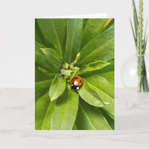 Ladybug on Flowers Note Card