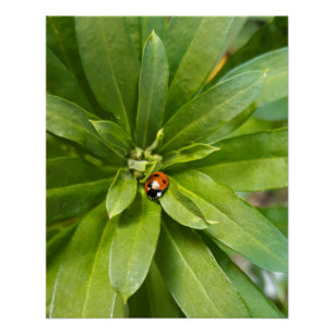 Ladybug on Flowers Poster