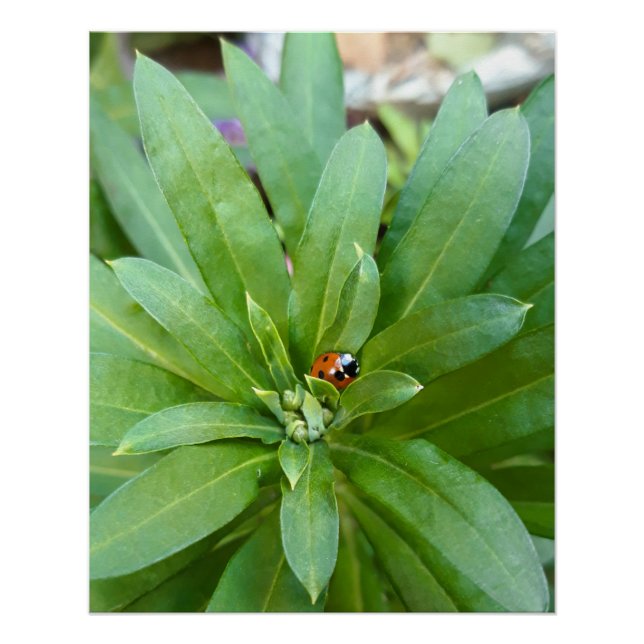 Ladybug on Flowers Poster (Front)