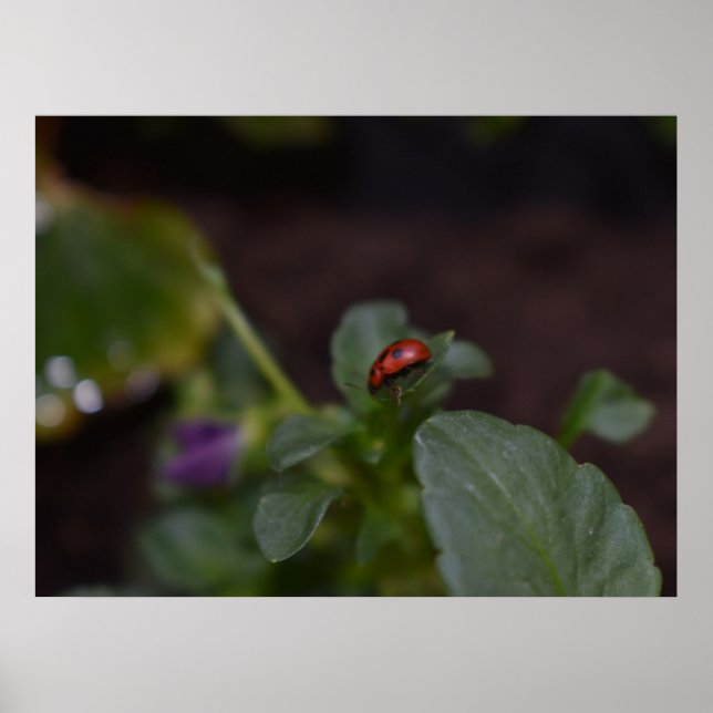 Ladybug on Flowers Poster (Front)