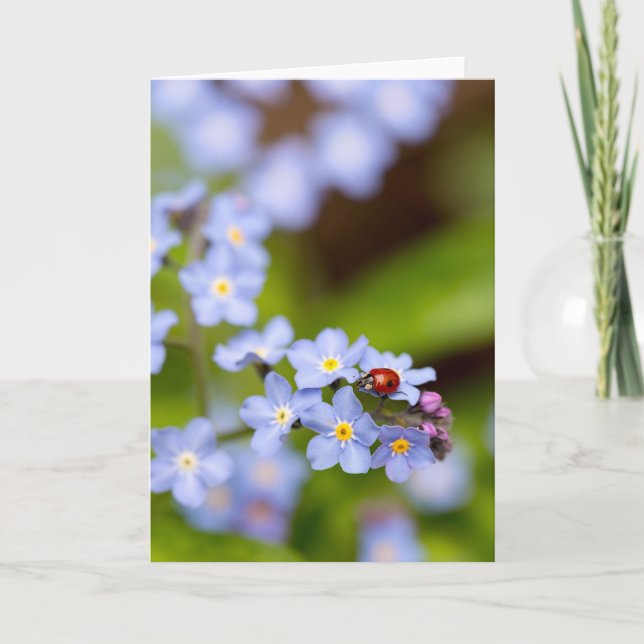 Ladybug on Forget-me-not Blank Greeting Card (Front)
