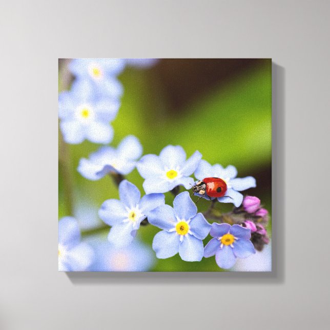 Ladybug on Forget-me-not Canvas Print (Front)