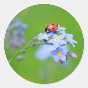 LadyBug on Forget-me-not Classic Round Sticker