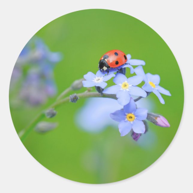 LadyBug on Forget-me-not Classic Round Sticker (Front)