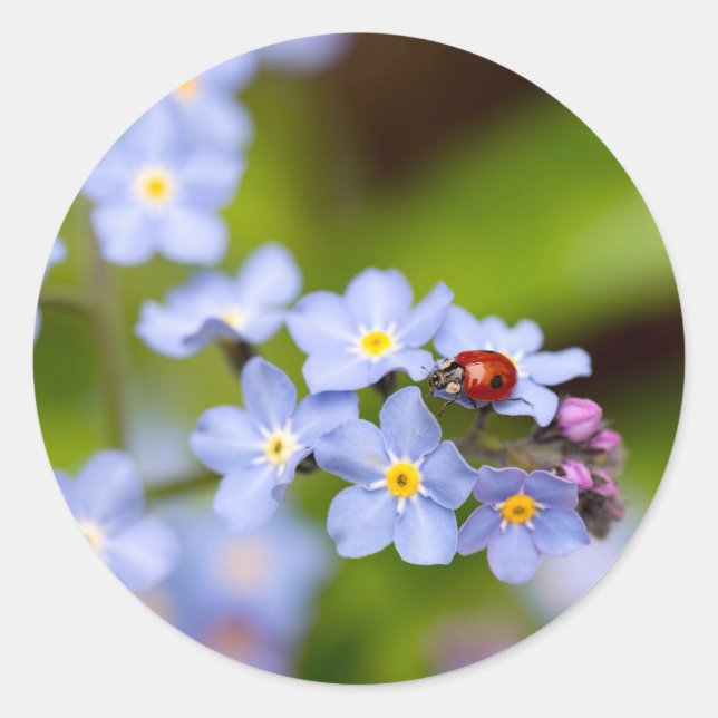 Ladybug on Forget-me-not Stickers (Front)