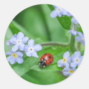 Ladybug on Forget-me-not Stickers