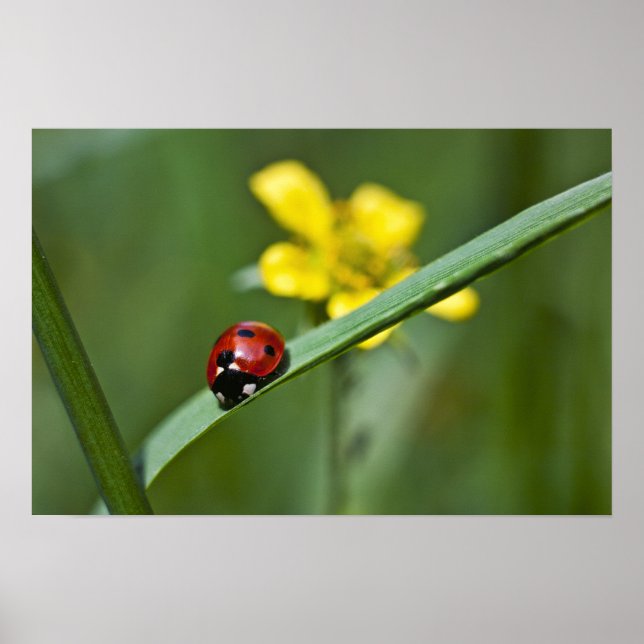 Ladybug on Grass close up Poster (Front)