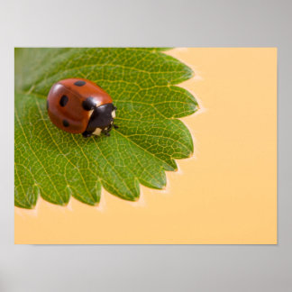 Ladybug on Green Leaf Poster