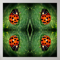 Ladybug On Leaf Close Up Abstract