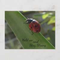 Ladybug on Leaf Hold on and Stay Strong Postcard